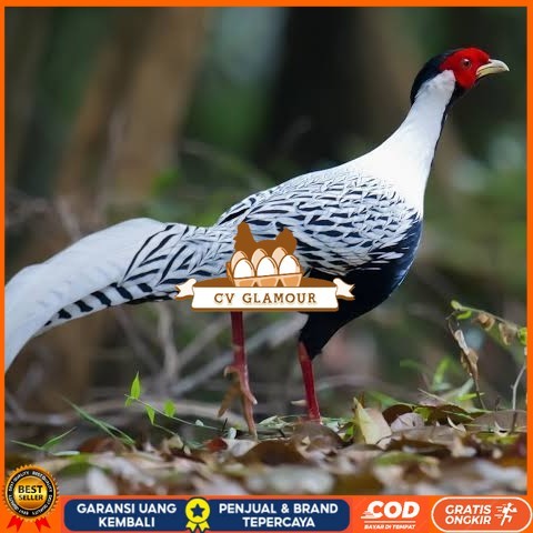Telur ayam hias ringneck silver pheasant fertil asli CV GLAMOUR