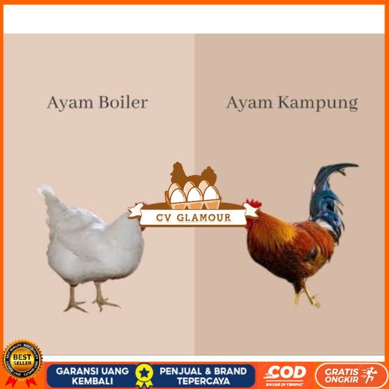 

TELUR TETAS AYAM JABRO SUPER UNTUK DI TETASKAN CV GLAMOUR