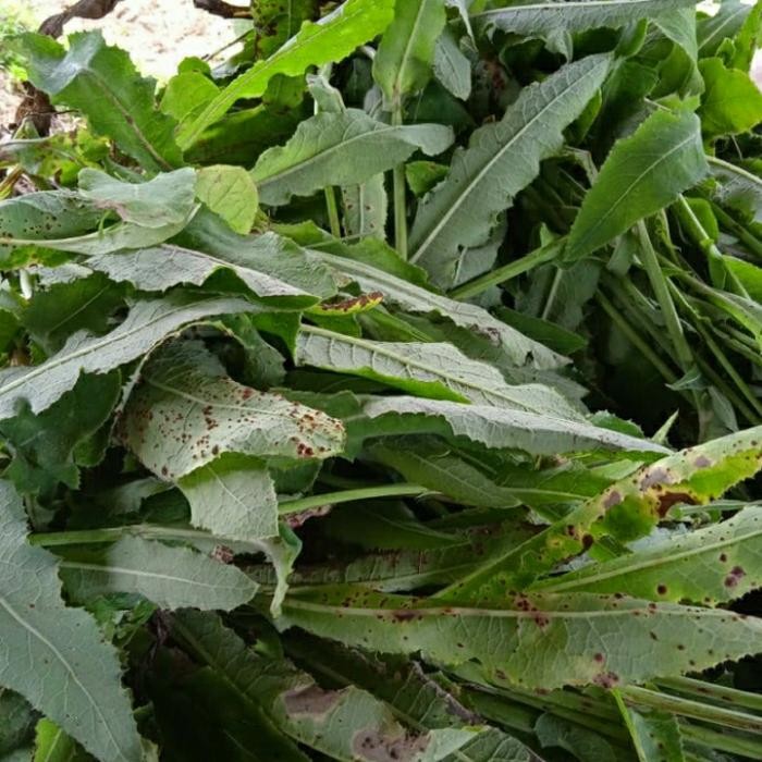 

Daun tempuyung segar 100 gram ready