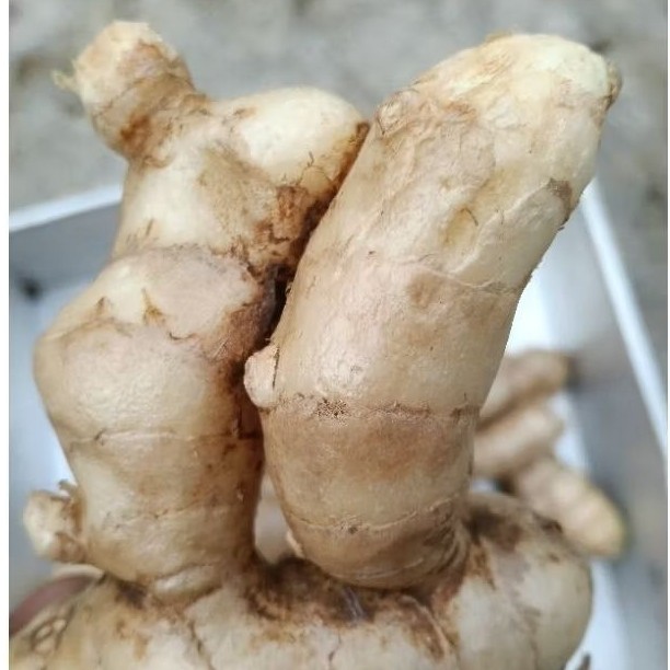 

kunyit putih asli. temu putih pilihan . bersih dan fres