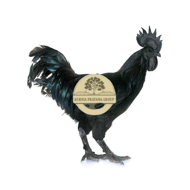 

TELUR FERTIL AYAM CEMANI LH UNTUK DI TETASKAN KURNIA PRATAMA GROUP