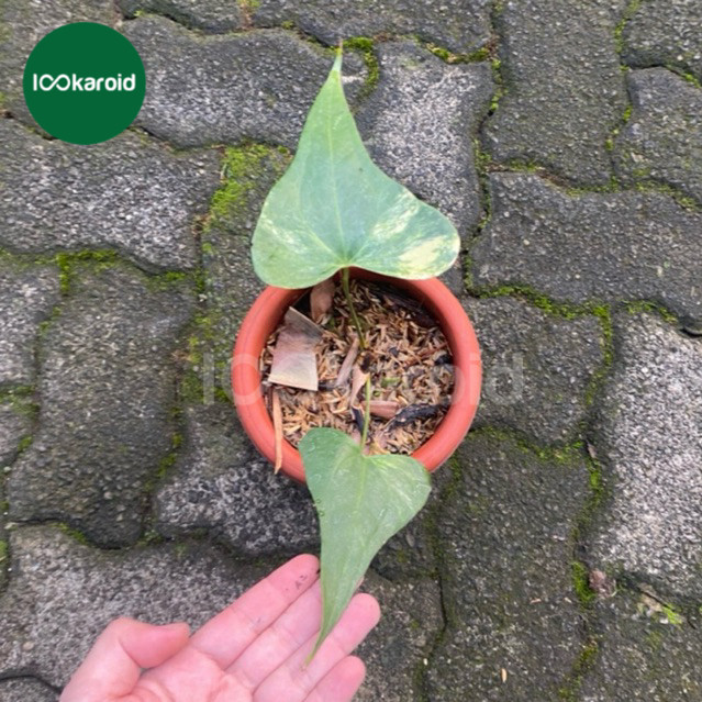 Tanaman Hias Anthurium Pterodactyl Varigata / Anthurium Pterodactyl Variegata