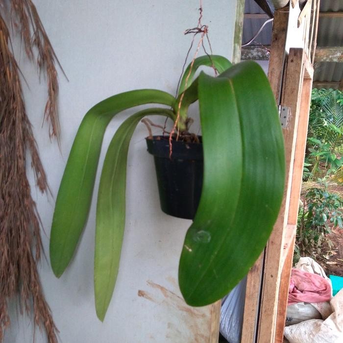 

Ready stok anggrek bulan dewasa siap bunga