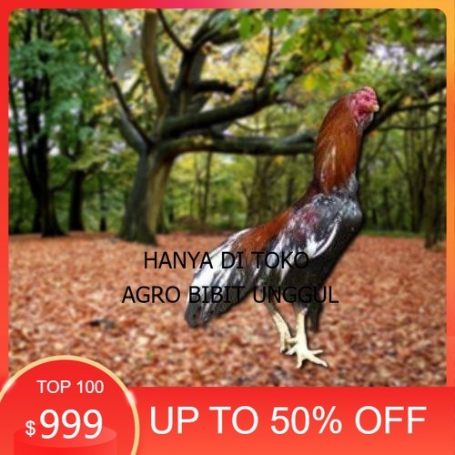 

Telur Ayam Pakhoy Super Vertil Siap Di Tetaskan Jaminan Super Oiginal Bergaransi Valid agro.bibit.unggul