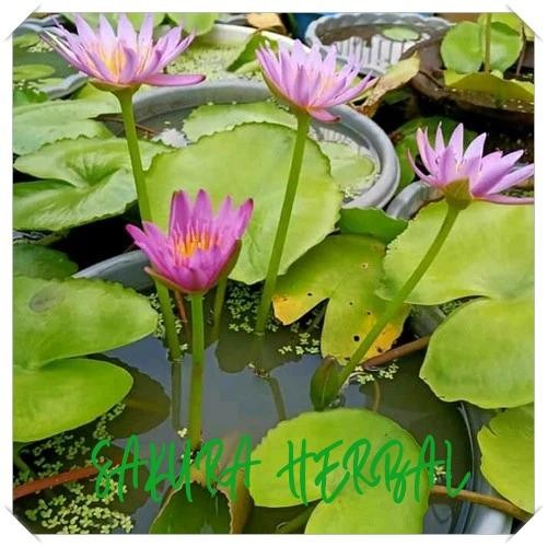

[SHA] fromo jual tanaman bunga teratai ready