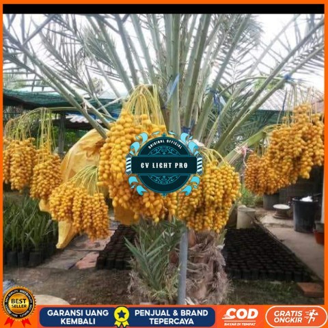 Bibit Pohon Kurma Tropis Jenis Ajwa / Bibit Buah Kurma Ajwa Asli Bibit Tanaman Super Unggul CV LIGHT