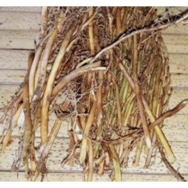 

sahabatalam Akar Bambu Kuning Fres 250 Gram