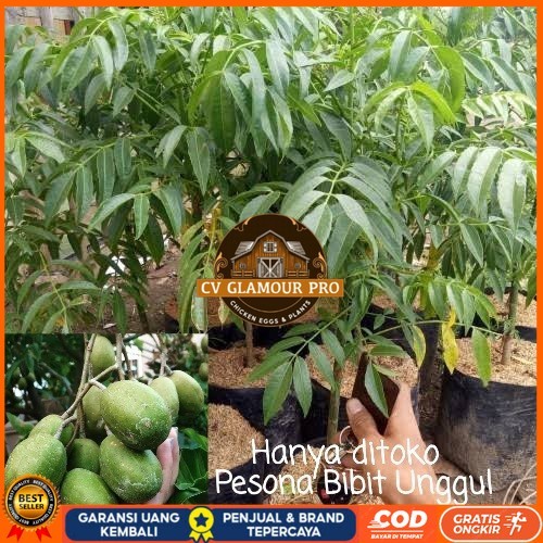 Bibit Kedondong mini Buah lebat Bibit Tanaman Super Unggul CV GLAMOUR PRO