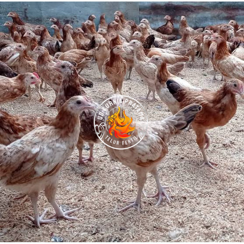 

TELUR FERTIL AYAM ELBA PETELUR HANDAL INDUKAN TERSELEKSI UNTUK DITETASKAN UD KURNIA PRATAMA