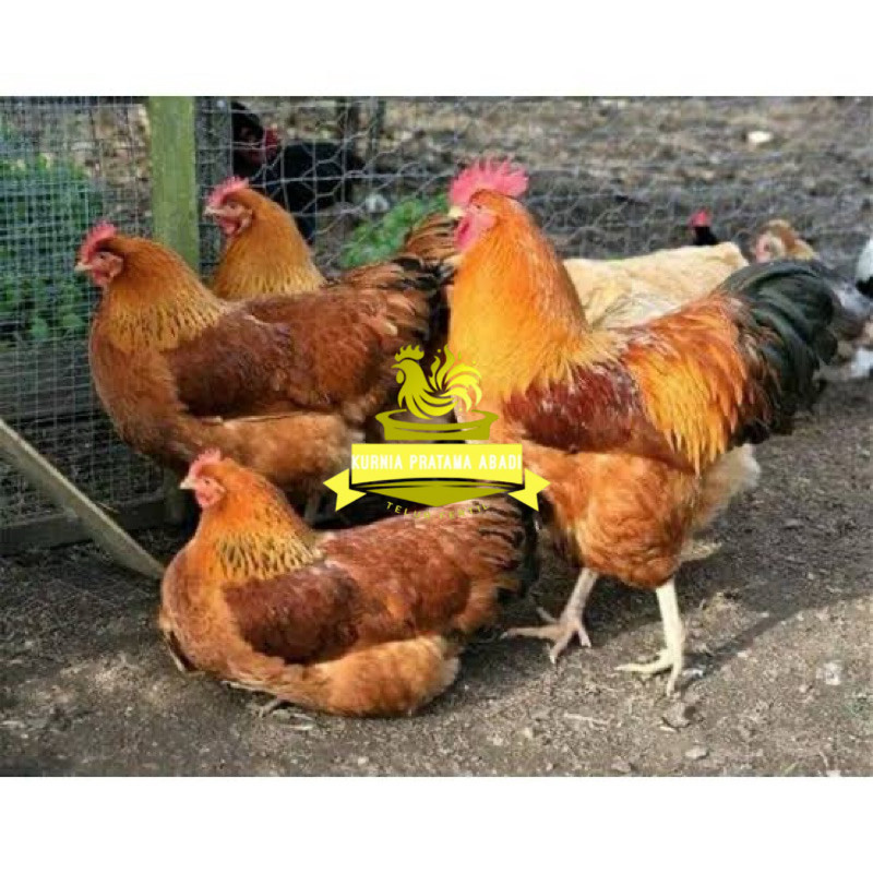 

TELUR FERTIL AYAM MERAWANG MULTIGUNA INDUKAN TERSELEKSI UNTUK DI TETASKAN KURNIA PRATAMA ABADI