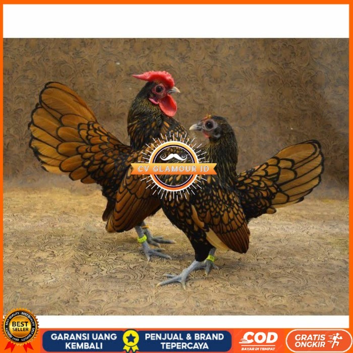 

Telur ayam serama kate batik kanada telur ayam hias fertil siap kirim CV GLAMOUR ID