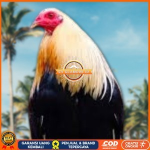 

telur ayam philipin asli AK47 bisa untuk di tetaskan vertil ori CV GLAMOUR ID