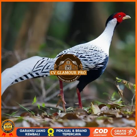 

Telur ayam hias ringneck silver pheasant fertil asli CV GLAMOUR PRO