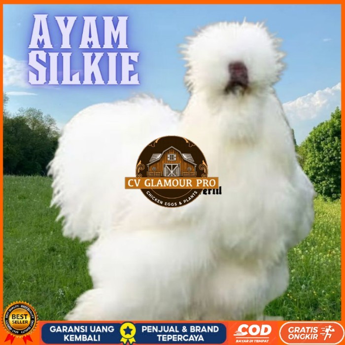 

telur ayam hias silkie bisa untuk di tetaskan original berkualitas CV GLAMOUR PRO