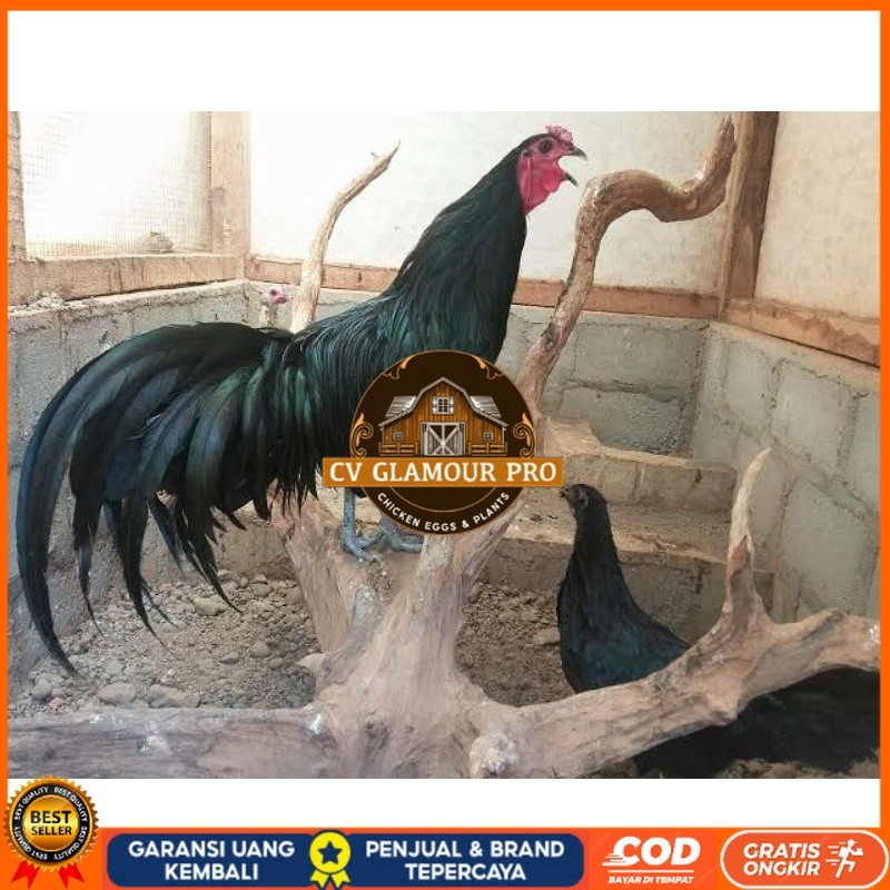 

TELUR AYAM HIAS BLACK SUMANTRA UNTUK DI TETASKAN CV GLAMOUR PRO