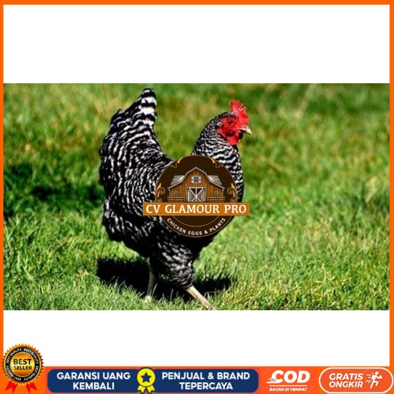

TELUR AYAM KUNTARA UNTUK DI TETASKAN CV GLAMOUR PRO