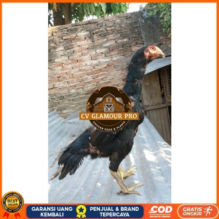 

Telur Shamo X BK clasik terlaris CV GLAMOUR PRO