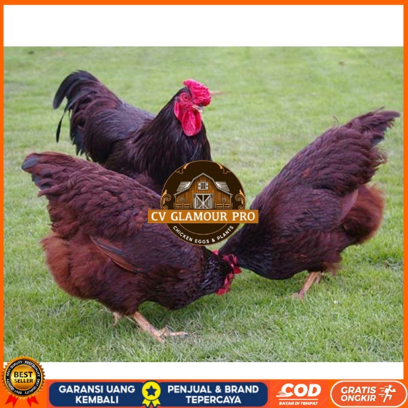 

TELUR AYAM RIR / RHODE ISLAND RED PURE LINE UNTUK DI TETASKAN CV GLAMOUR PRO