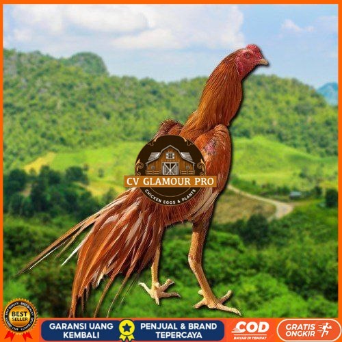 

telur Ayam Bangkok Clasik ekor lidi Fertil CV GLAMOUR PRO