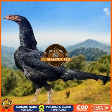 

telur ayam shamo eropa ori juara bisa untuk di tetaskan CV GLAMOUR PRO
