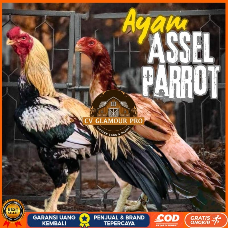 

telur ayam assel Parrot ori bisa untuk di tetaskan CV GLAMOUR PRO
