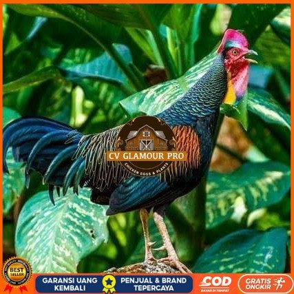

Telur ayam hutan x jawa bekisar siap ditetaskan CV GLAMOUR PRO