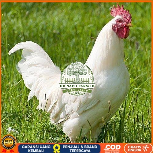 

Telur ayam leghorn white / telur ayam hias / telur fertil siap cod UD NAFII FARM ID