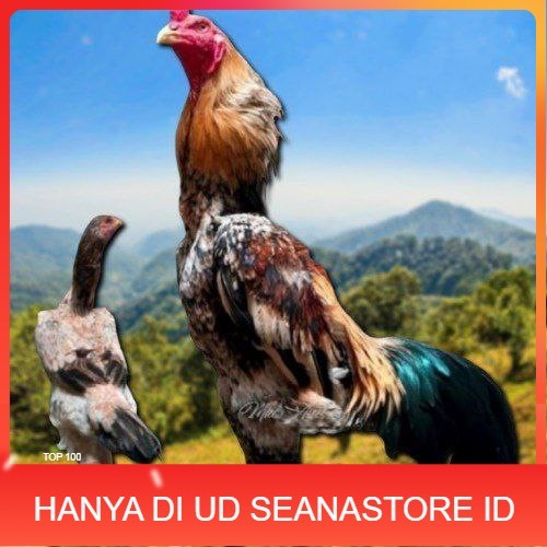 

telur tetas ayam shamo aduan UD SEANASTORE ID