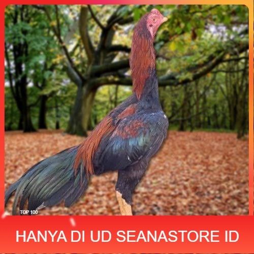 

Telur Ayam Pakhoy Trah Maneedaeng X Blackbull X Black Rose X Durian X Payabod X Jimmywhite X 17yok / Khoyngon Vertil Siap Di Tetaskan Jaminan Super Oiginal Bergaransi UD SEANASTORE ID
