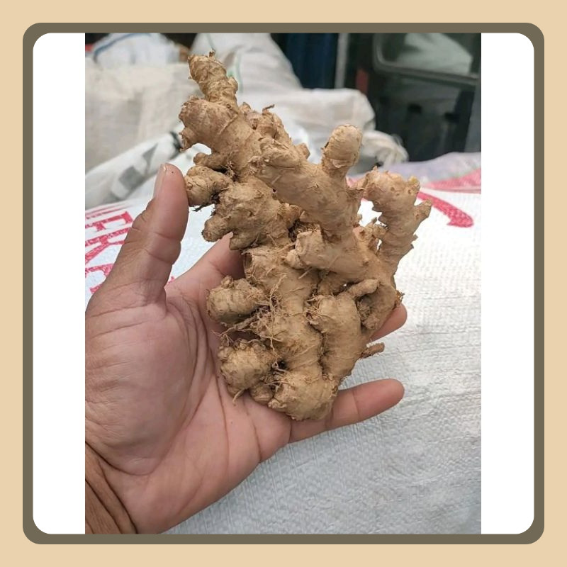 

JAHE EMPRIT SEGAR TUA PEDAS MURAH 500gr