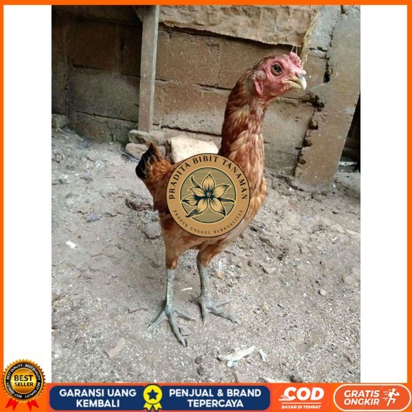 

Asel Beak Parrot terlur terlaris original berkualitas PRADITA BIBIT TANAMAN