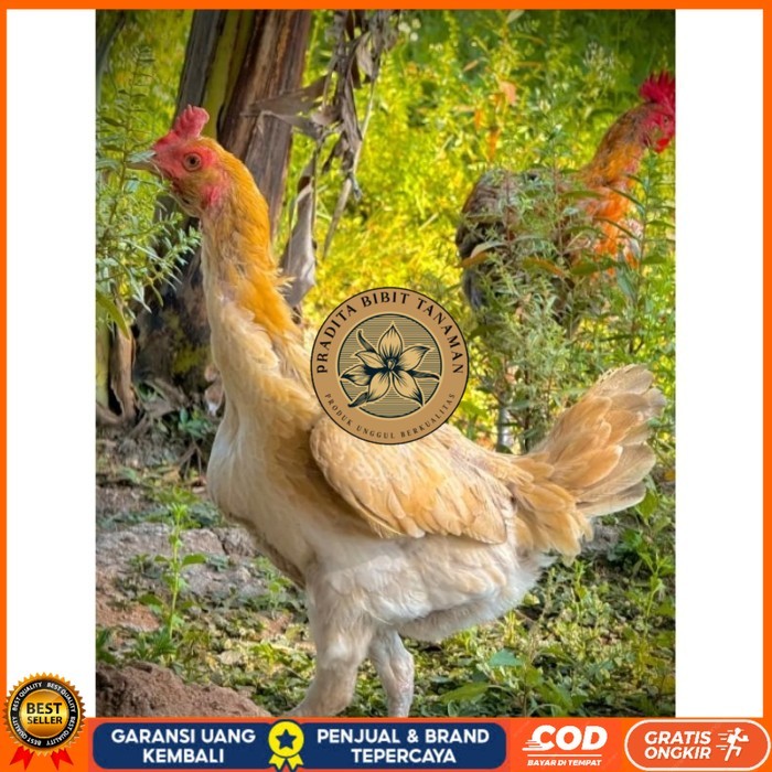 ayam Plucker/Plakerr mewah(telur fertill) original berkualitas PRADITA BIBIT TANAMAN