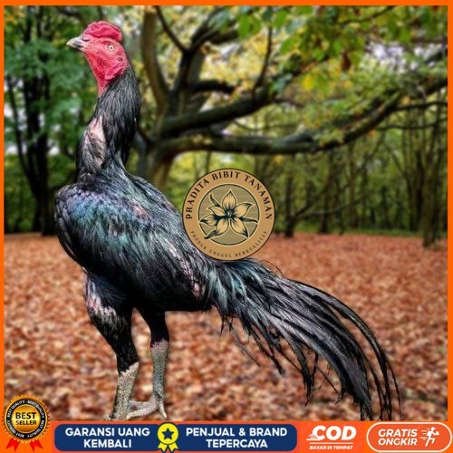 

Telur Ayam Pakhoy Super Vertil Siap Di Tetaskan Jaminan Super Oiginal Bergaransi super PRADITA BIBIT TANAMAN