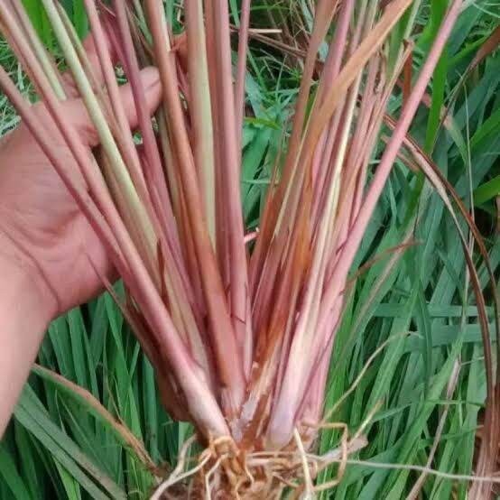 

Sereh Wangi Segar 500 Gram Serai Merah Lanang Herbal Berkhasiat termurah