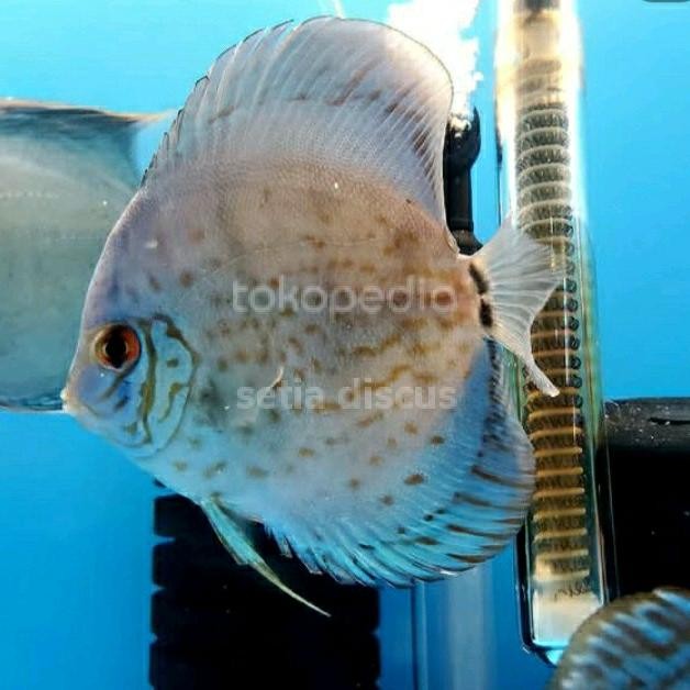 ikan discus blue cobalt 2inch up
