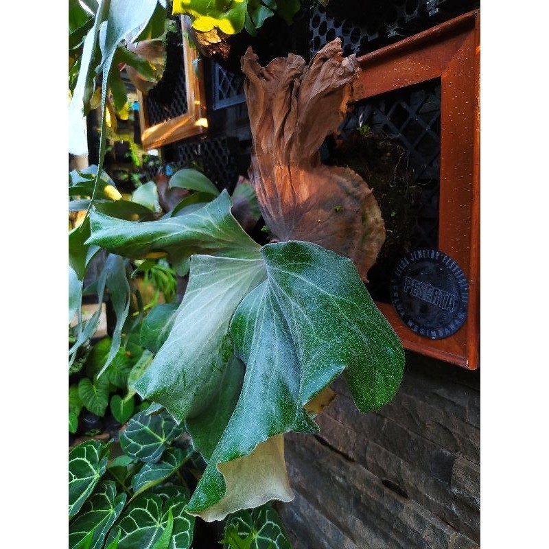 Platycerium Antis Andinum x Elephantotis