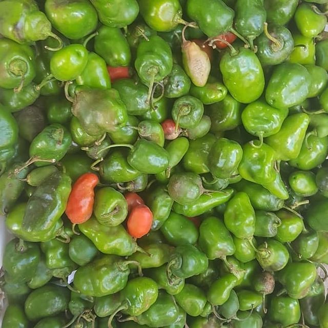 

TERLARIS cabai gendot 100gr