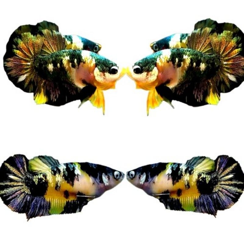 Ikan Cupang Sepasang Yellow Koi Copper – Warna Cerah Cooper, Cocok Ternak & Hiasan"