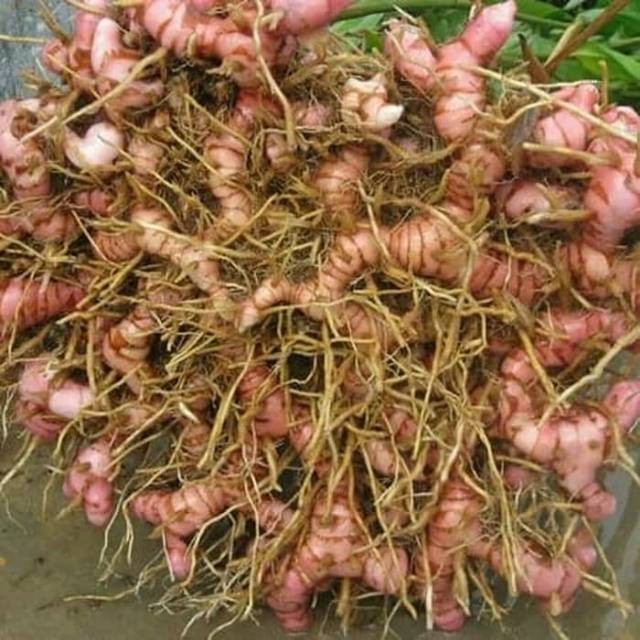 Umbi lengkuas basah segar 100 grm laja goah ataw jahe alas hutan