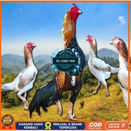 

telur ayam shamo ori super garansi CV LIGHT PRO