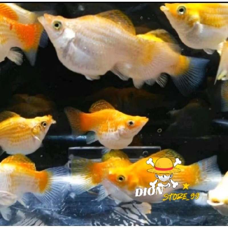 Molly Balon Thailand CALON INDUK PASANGAN 1 pasang isi 2 Termurah Terlaris garansi