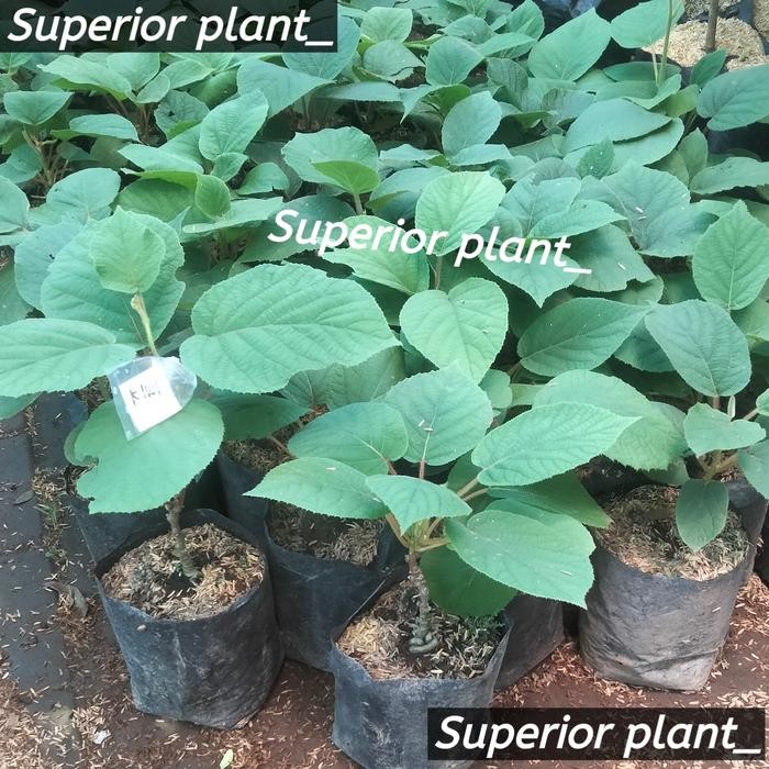 BIBIT BUAH KIWI TANAMAN KIWI