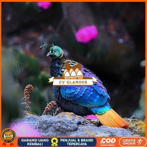 

Telur ayam hias ringneck impeyan pheasant fertil bisa ditetaskan Langsung CV GLAMOUR