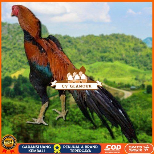 

telur ayam ekor lidi original bisa untuk di tetaskan ori CV GLAMOUR