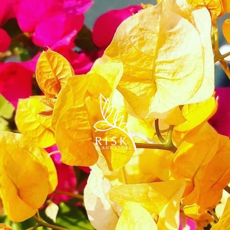 Tanaman Hias Bugenvil Bunga Kuning/ Tanaman Hias Bugenvil Bunga kuning