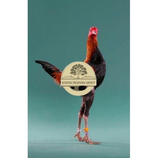 

TELUR AYAM HIAS MGB MODERN GAME BANTAM UNTUK DI TETASKAN KURNIA PRATAMA GROUP