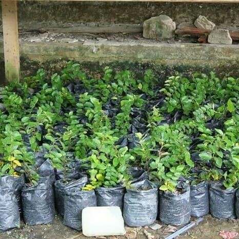 Tanaman hias dolar rambat mini / dolar mini