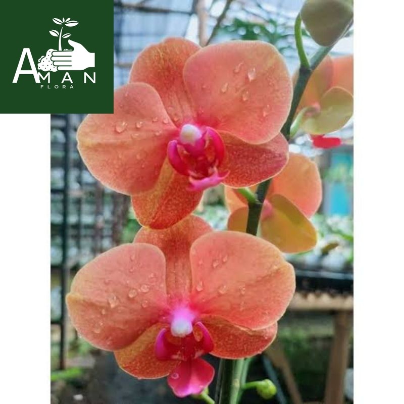 # ( BISA COD ) PROMO Anggrek Bulan Size Remaja Bunga Oren / Tanaman Hias Anggrek Bulan Bunga Orange 