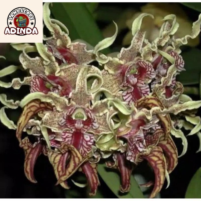 [BISA BAYAR DI TEMPAT] Anggrek Dendrobium Spectabile dewasa