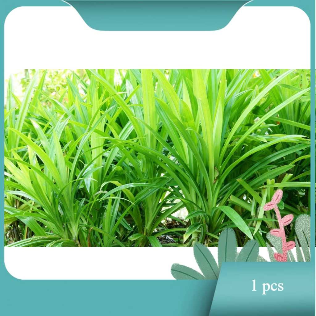 

DAUN PANDAN WANGI DAN SEGAR (1 LEMBAR)